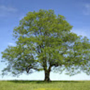 Meet your Posher, Treepersonoflife